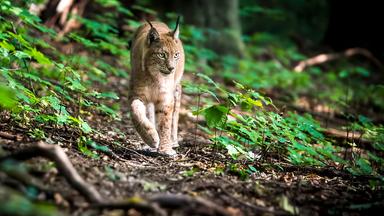 Ein Luchs