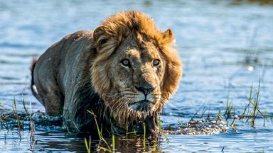 Ein Löwe überquert einen Bachlauf.