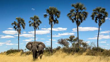 Ein Elefant zieht durch langes trockenes Gras, im Hintergrund eine Reihe Palmen.