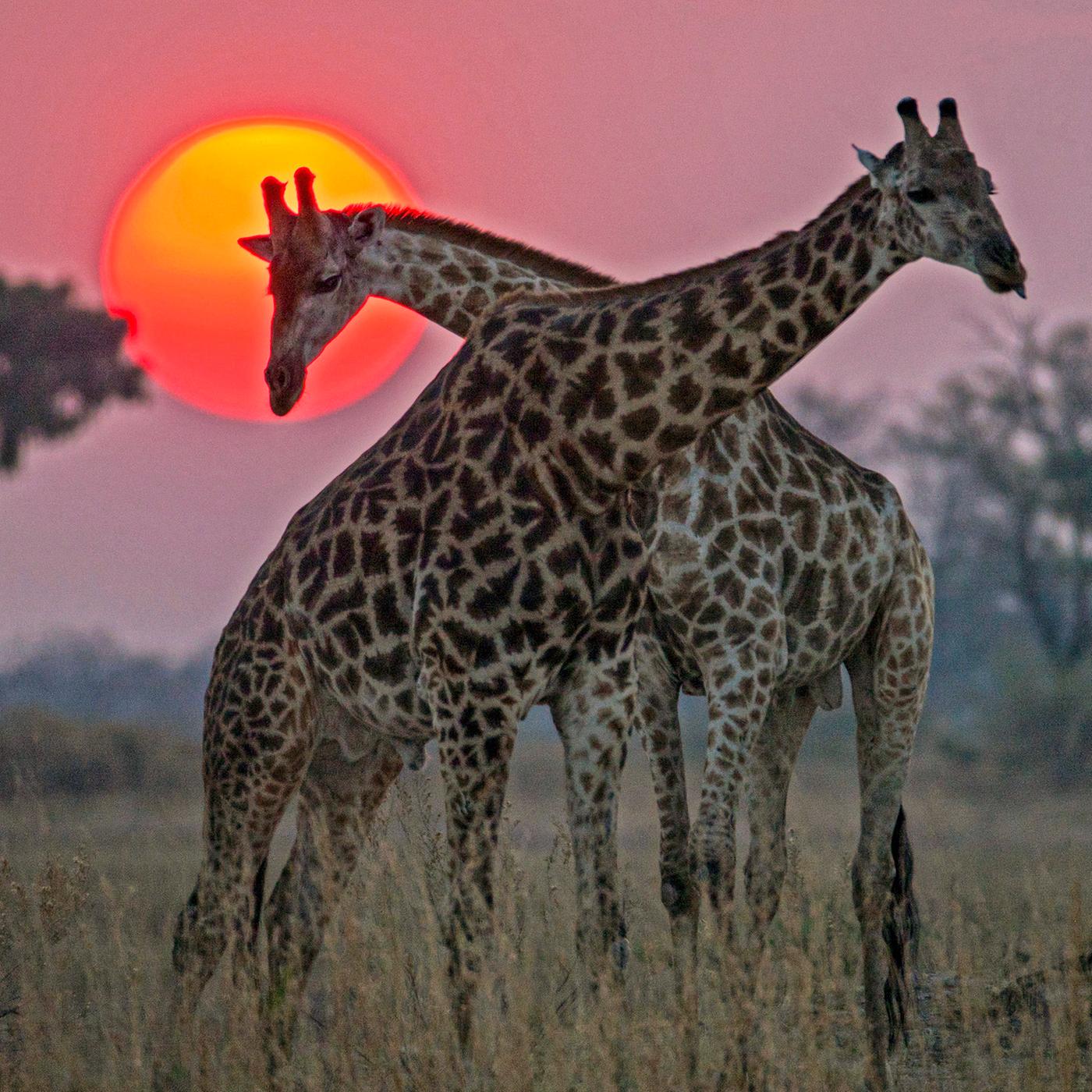 Zwei Giraffenbullen überkreuzen ihre Hälse im Sonnenuntergang.
