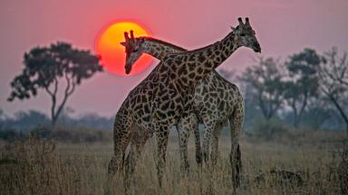 Zwei Giraffenbullen überkreuzen ihre Hälse im Sonnenuntergang.