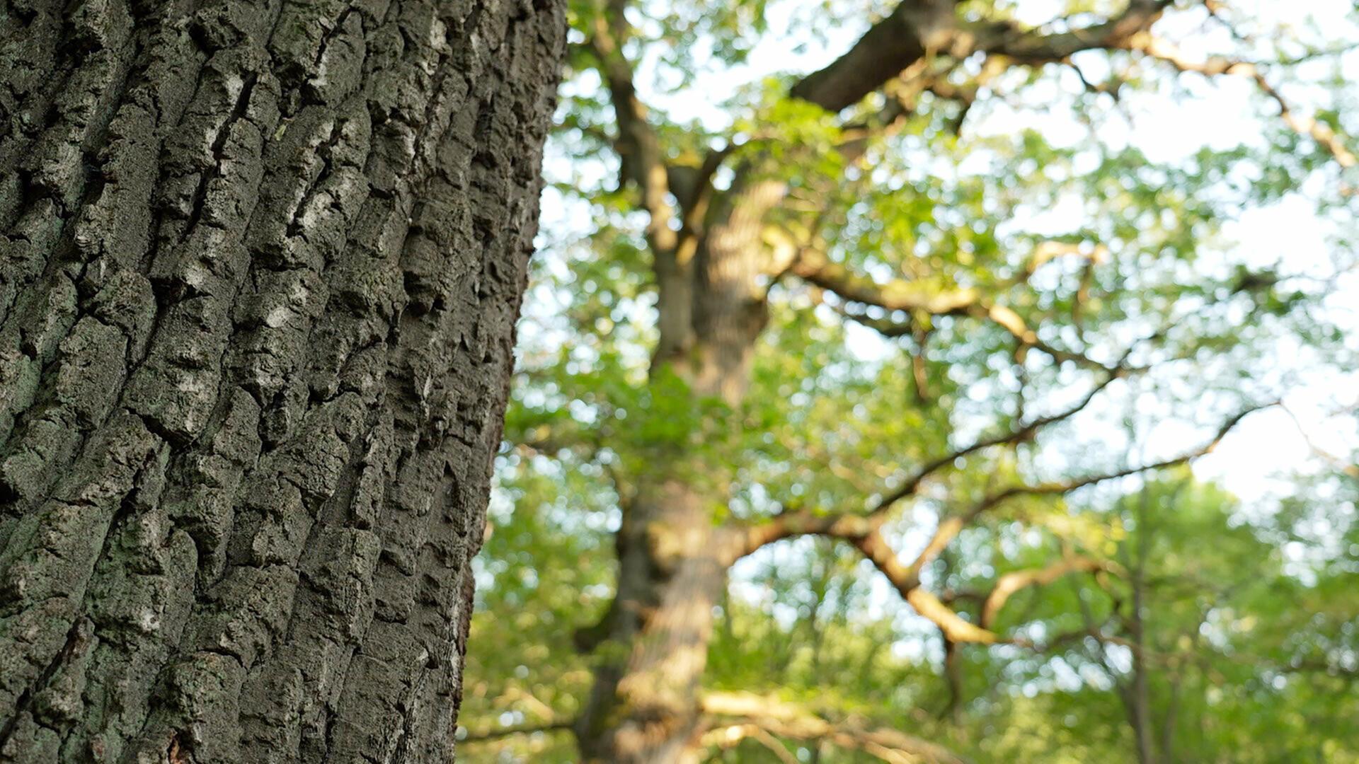 Das Bild zeigt einen Wald mit mehreren Bäumen, wobei der Fokus auf der Rinde eines großen Baumes im Vordergrund liegt. Die Rinde hat eine raue Textur mit tiefen, unregelmäßigen Rillen und einer dunkelbraunen Farbe. Im Hintergrund sind weitere Bäume sichtbar, die sich mit grünen Blättern und dickeren Ästen erstrecken. Das Laub ist hellgrün und die Sonne scheint durch die Blätter, was ein warmes Licht erzeugt. Der darunterliegende Boden ist mit Blättern und Erde bedeckt, was auf eine natürliche Umgebung hinweist. Es entsteht eine ruhige, friedliche Atmosphäre, die die Schönheit der Natur widerspiegelt.