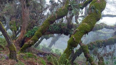 Nebelwald in Äthiopien