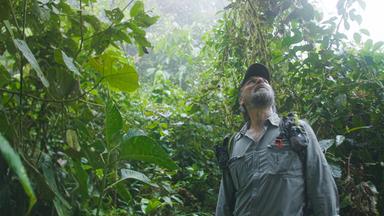 Mann schaut im dichten Wald nach oben.