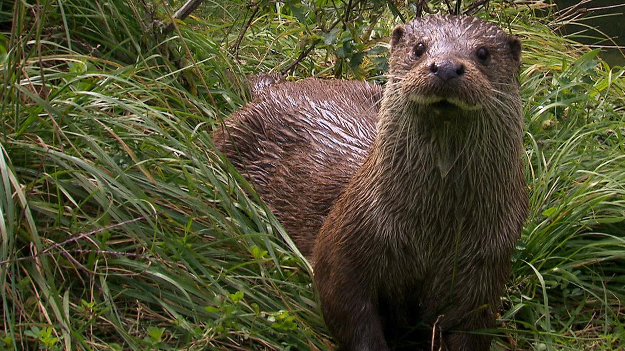 Standbild: Netz Natur: Fischotter und andere Selfies