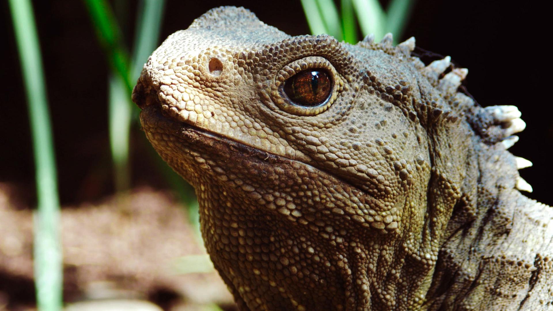 Neuseeland - Rivalen der Urzeit (1/5)