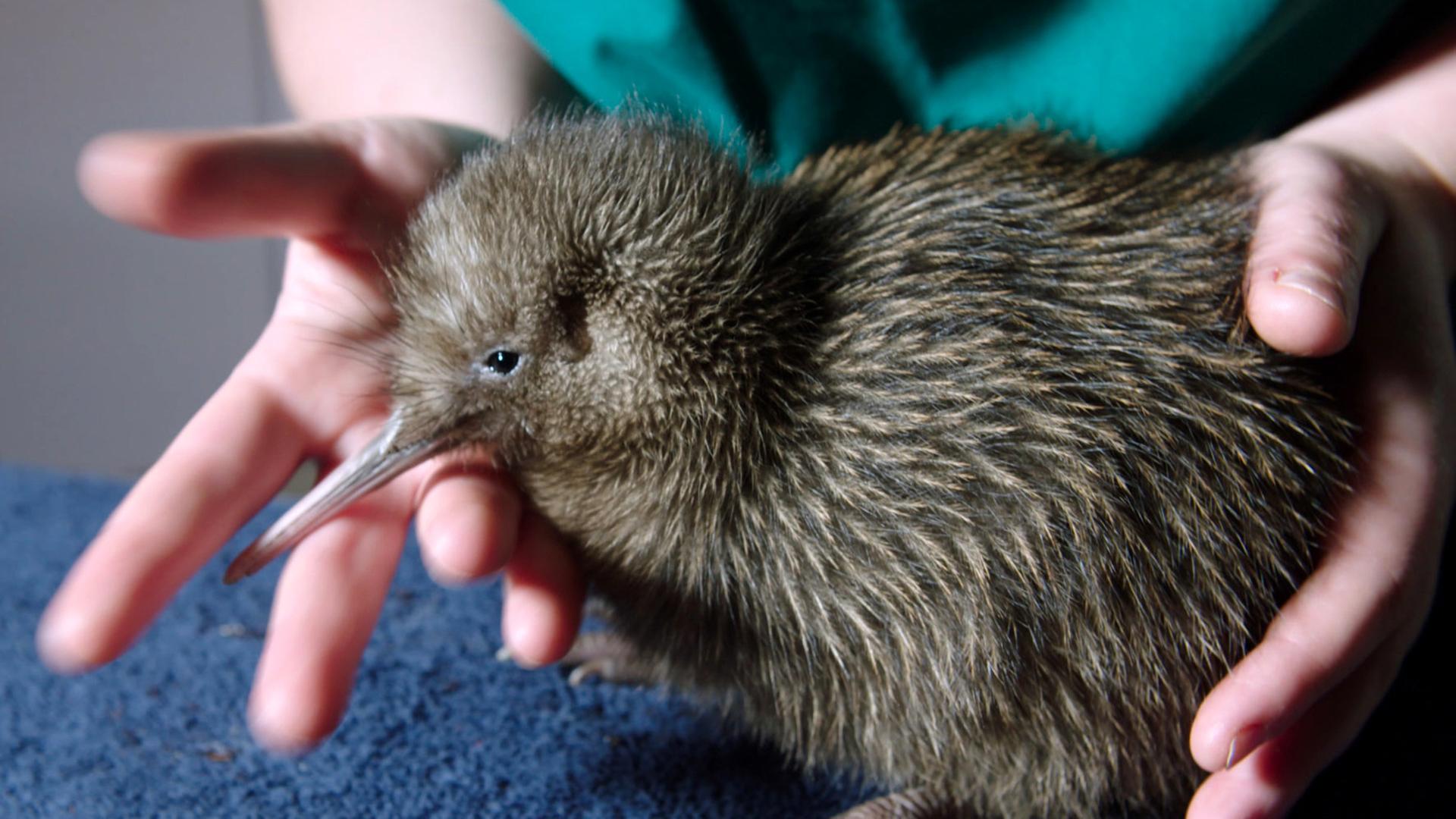 Neuseeland - Rivalen der Urzeit (2/5) - Laufvögel auf der Überholspur 