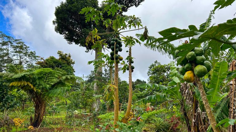 Natur im Garten (2/10) - Gartenparadies auf Dominica