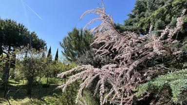 Ein weitläufiger Naturgarten mit trockenheitsliebenden Pflanzen wie Agaven und Kakteen breitet sich im warmen Sonnenlicht aus, durchzogen von naturbelassenen Wegen.