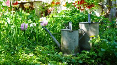 Ein schattiger Gartenrand mit Wildblumen, Trockensteinmauern und hohen Pflanzenstängeln bietet Insekten ein artenreiches Refugium nahe Wien.