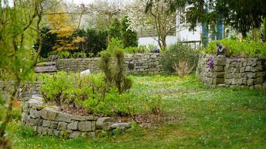 Das Bild zeigt einen naturnahen Selbstversorgergarten in Neuberg im Burgenland. Der Garten ist durch Terrassierung und Trockensteinmauern in ein vielseitiges Terrain gegliedert. In der Mitte des Bildes erstreckt sich eine grüne Wiese, die mit gelben Löwenzahnblüten und weißen Gänseblümchen bedeckt ist.  Rund um die Wiese stehen mehrere Steinmauern, die als Beete für verschiedene Pflanzen gestaltet sind. Im Vordergrund wachsen grüne Kräuter oder Sträucher in einem der Hochbeete. In der rechten oberen Ecke ist eine kunstvolle Skulptur einer sitzenden Figur zu sehen, die unter einem Strauch platziert ist.   Durch das Bild ziehen sich Bäume mit frischem Laub, und es ist eine entspannte, harmonische Atmosphäre zu spüren. Im Hintergrund sind Teile eines Gebäudes mit weißen Wänden und blauen Fenstern sichtbar, das Teil des Gartens ist. Es herrscht eine ruhige und naturnahe Stimmung, die die Vielfalt des Gartens repräsentiert.