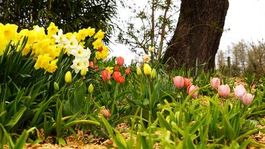 Das Bild zeigt einen weitläufigen, naturbelassenen Garten. Im Vordergrund sind verschiedene Blumen zu sehen, darunter gelbe und weiße Narzissen sowie erneut blühende Tulpen in Farben wie rot, pink und gelb. Die Pflanzen stehen eingepflanzt in grünem Gras, das von Holzschnipseln umgeben ist, die den Boden bedecken.   Im Hintergrund sieht man einen dicken Baumstamm, der rechts im Bild aus dem Boden ragt. Darüber wächst ein dichter, grüner Busch. Die gesamte Szene vermittelt einen Eindruck von Vielfalt und Lebendigkeit in der Pflanzenwelt, umgeben von einer ruhigen und harmonischen Umgebung. Der Himmel ist bewölkt, was das Licht weich und gleichmäßig erscheinen lässt.
