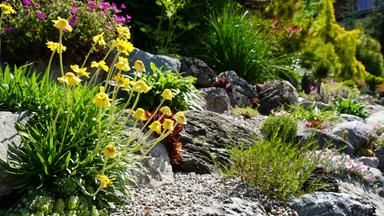 Das Bild zeigt eine Gartenlandschaft mit einem bunten Blumenbeet. Im Vordergrund sind gelbe Blüten mit langen Stielen, die sich sanft der Sonne zuneigen. Diese Blumen sind von üppigem, grünem Laub umgeben. Daneben sind große, graue Steine und Kies, die eine natürliche Struktur im Garten schaffen.  Im Hintergrund sind weitere Pflanzen sichtbar, darunter pinkfarbene Blumen und hohe Gräser, die dem Bild Tiefe verleihen. Die Gesamtatmosphäre wirkt freundlich und einladend, mit einer Vielzahl von Farben und Texturen, die den Garten lebendig erscheinen lassen. Es ist ein sonniger Tag, was die Farben der Blumen intensiv erscheinen lässt.
