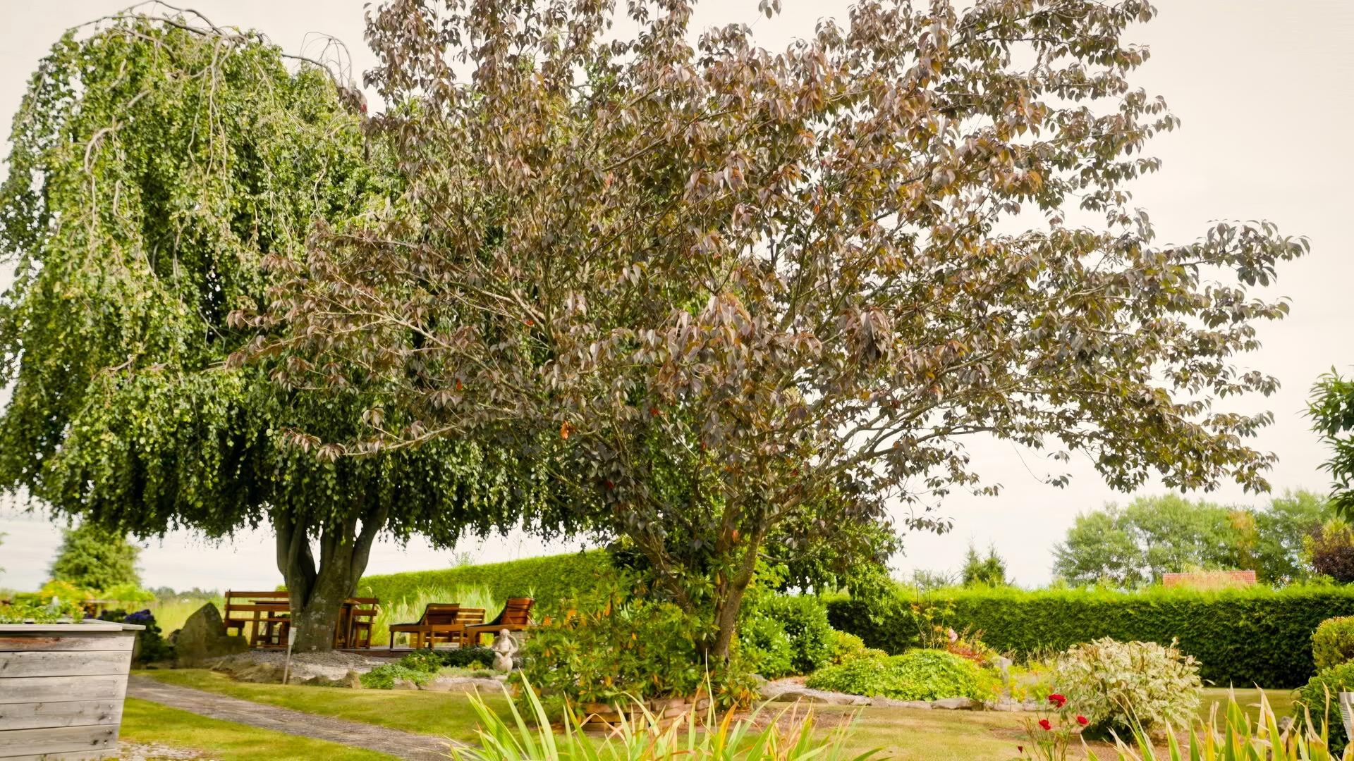Das Bild zeigt einen Garten mit üppiger Vegetation. Im Vordergrund stehen zwei große Bäume: der eine hat eine dichte, hängende Krone mit grünen Blättern, während der andere einen buschigeren Wuchs hat, dessen Blätter eine bräunliche Farbe annehmen. Der Boden ist mit einer Rasenfläche bedeckt, die von verschiedenen Pflanzen und Sträuchern umgeben ist.  Im Hintergrund befinden sich Holzliegen und Tische, die als Sitzgelegenheiten dienen. Eine gepflasterte, gewundene Wegführung führt durch den Garten. An verschiedenen Stellen sind natürliche Elemente, wie Steine und Sträucher, sichtbar, die in die Gesamtansicht integriert sind.   Die Atmosphäre des Gartens vermittelt Ruhe und Harmonie, und insgesamt wirkt der Ort einladend und gepflegt. Der Himmel ist teilweise bewölkt, was auf eine milde Witterung hindeutet.