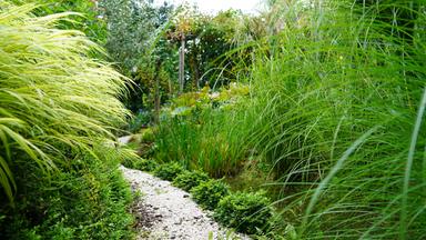 Das Bild zeigt einen üppig bewachsenen Gartenweg, der von hohen, grasähnlichen Pflanzen flankiert wird. Auf der linken Seite erstrecken sich lange, grüne Halme, während auf der rechten Seite dichter, niedrigerer Buchsbaum zu sehen ist. Der Weg selbst besteht aus hellem, grobkörnigem Material, das durch kleinere Steine ergänzt wird. Im Hintergrund sind weitere Pflanzen und Sträucher sichtbar. Die Atmosphäre ist grün und lebendig, und insgesamt vermittelt das Bild einen Eindruck von einem naturnahen, pflegeleicht gestalteten Garten. Der Himmel ist hell, was auf einen sonnigen Tag hinweist.