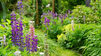 Der Garten zeigt eine Vielzahl von Pflanzen, darunter lila und rosa Lupinen, umgeben von grünen Sträuchern und Grasflächen. Geschwungene Wege führen durch den botanischen Bereich.