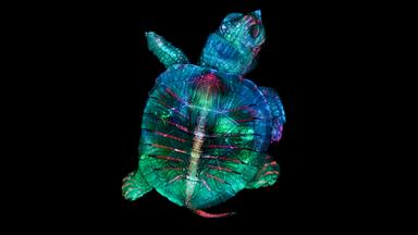 Schildkröten-Embryo