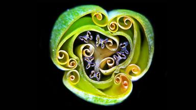 Schnitt durch eine Tulpenknospe