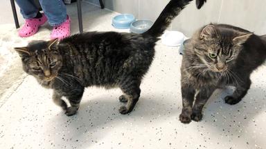 Zwei getigerte Katzen stehen auf dem Boden vor ihren Futterschälchen.