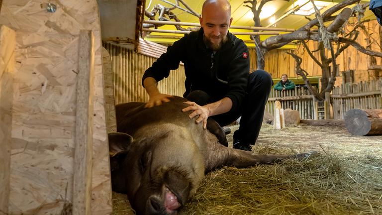 Wenn das Nashorn Schnupfen hat - Die Tierärzte im Zoo Osnabrück