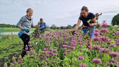 Drei Frauen schneiden Blumen in einem Feld.