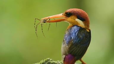 Ein Vogel mit orangefarbenem Schnabel und buntem Gefieder hält ein Spinnentier im Schnabel. Der Hintergrund ist unscharf und grün.