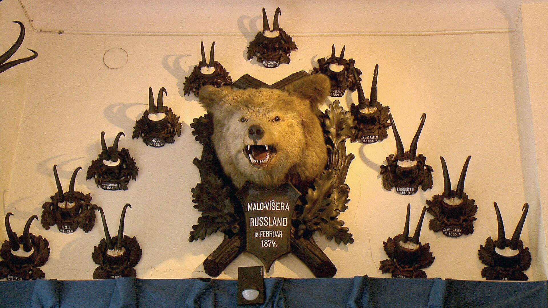 Jagdtrophäe Bär, Kaiservilla Bad Ischl. 