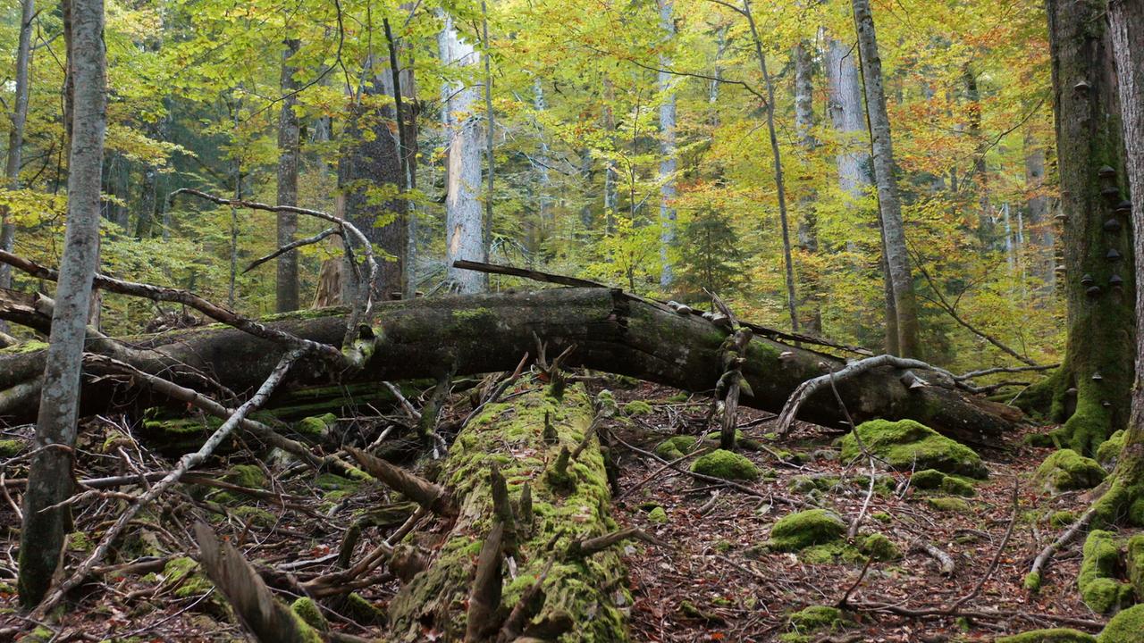 Das Bild zeigt einen dichten Buchenwald. Der Boden ist bedeckt mit braunen Blättern und unterschiedlichen Holzstücken, darunter umgestürzte Bäume und ein Baumstamm, der mit Moos bewachsen ist. Im Hintergrund stehen hohe, schlanke Bäume mit grünem Laub, das die Lichtverhältnisse im Wald beeinflusst. Einige Äste sind im Vordergrund sichtbar, die zwischen anderen Pflanzen und Steinen liegen. Die Farben der Blätter variieren zwischen verschiedenen Grüntönen und einigen gelben und braunen Akzenten, was auf eine herbstliche Atmosphäre hinweist.   Diese natürliche Umgebung ist Teil des europäischen Buchenurwalds, der in dem Kontext des Films als unberührtes Naturschutzgebiet beschrieben wird.
