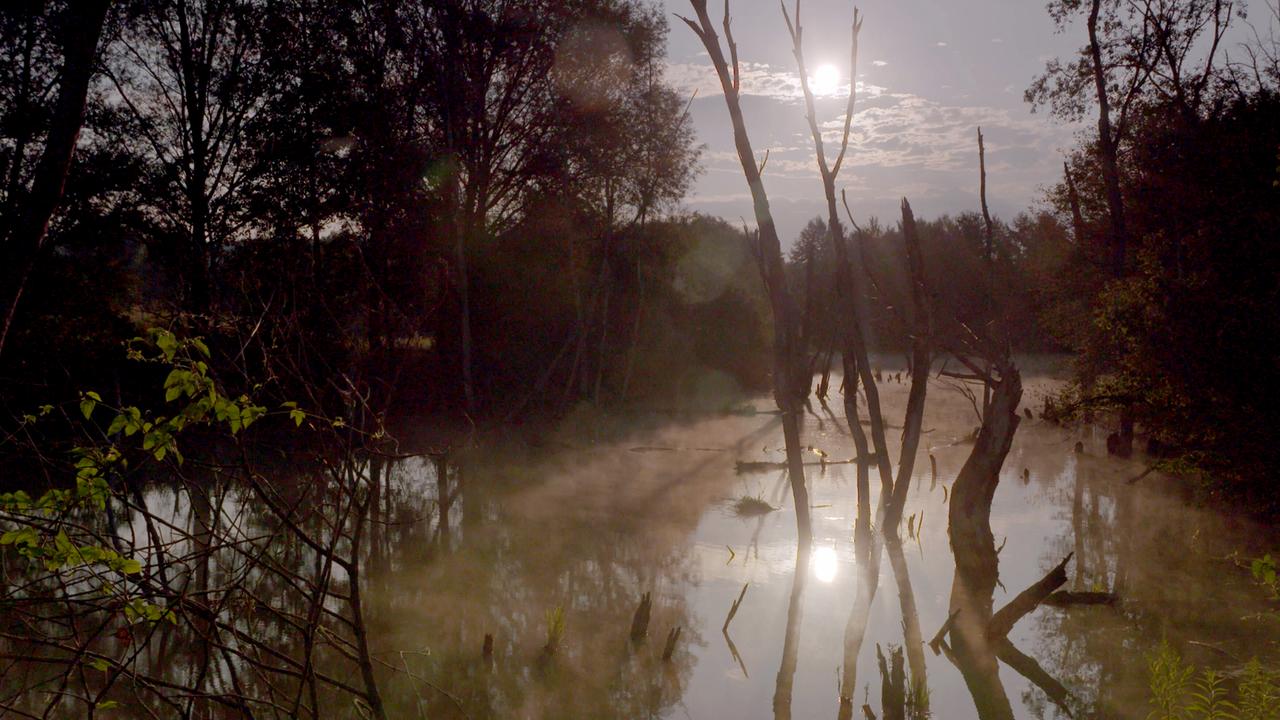 Ein Flussarm mit Bäumen und toten Baumstümpfen im Morgenlicht