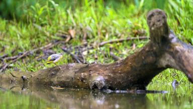 Eine Stelze auf der Raab. 