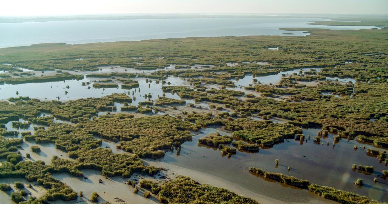 Neusiedler See, Schilfgürtel. 