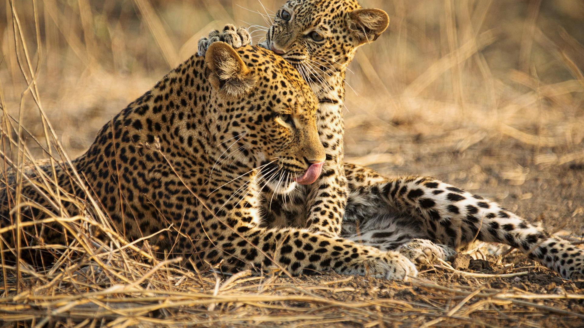Eine Leopardin mit ihrem Jungen