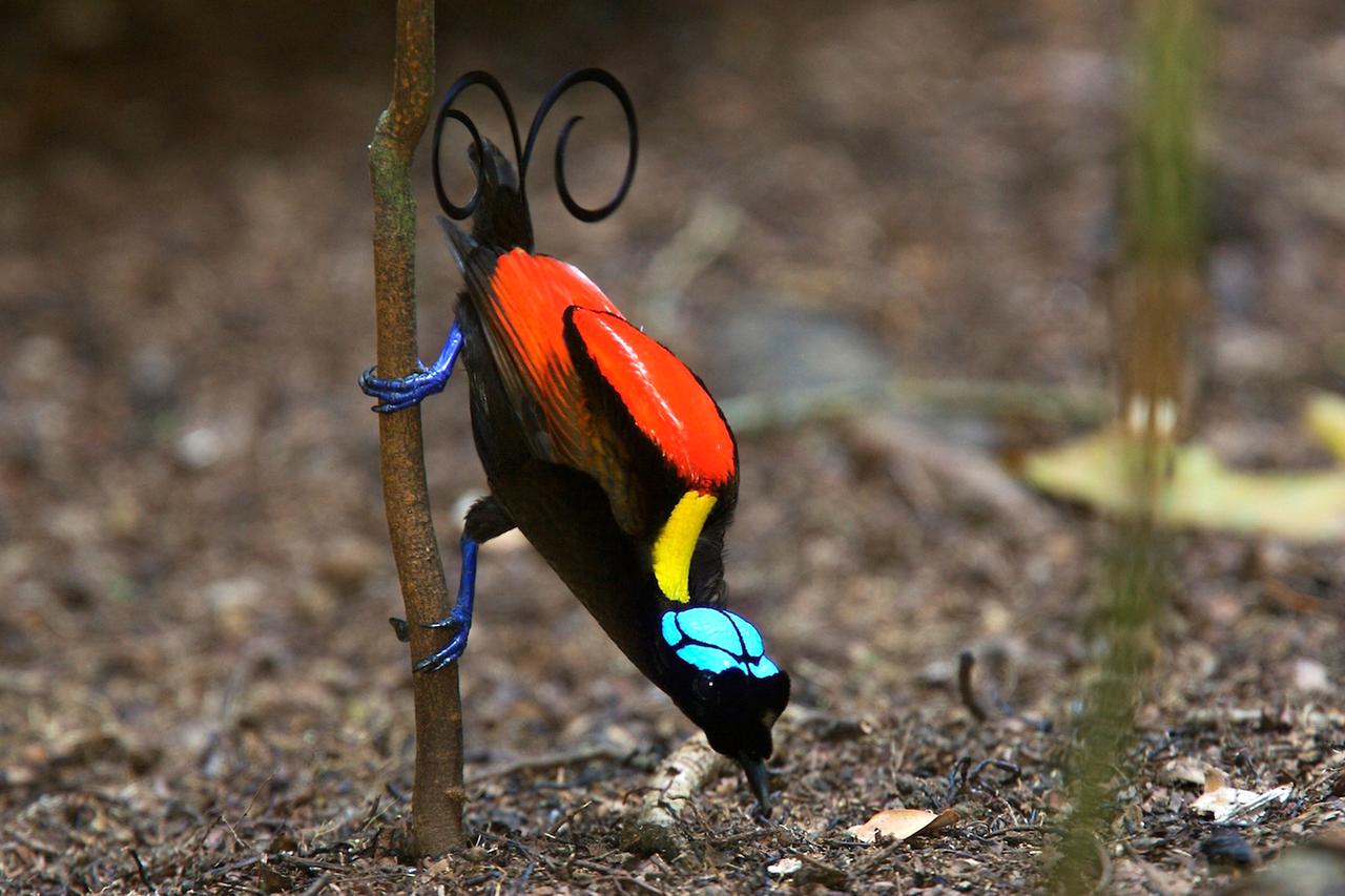 Ein bunter Wilson Paradiesvogel sitzt qauf einem Ast und pickt etwas aus der Erde