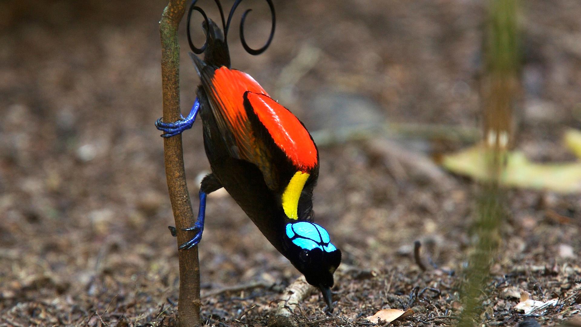Ein bunter Wilson Paradiesvogel sitzt qauf einem Ast und pickt etwas aus der Erde