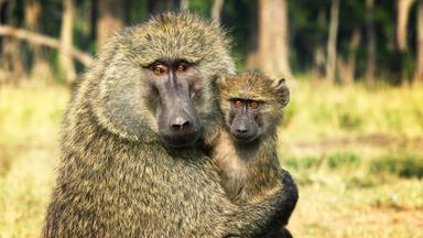 Ein Pavian-Männchen hat ein Pavian-Jungtier auf dem Arm. Im Hintergrund verschwommen Bäume.