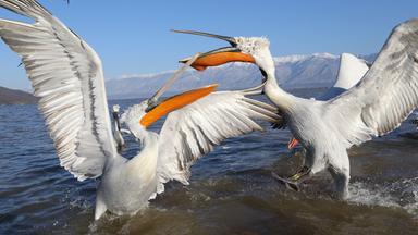 Pelikane mit schlagenden Flügeln auf dem Wasser