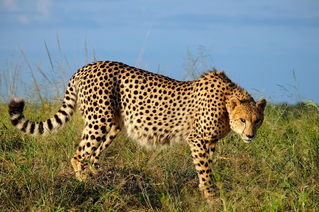 Gepard in Nachmittagssonne.