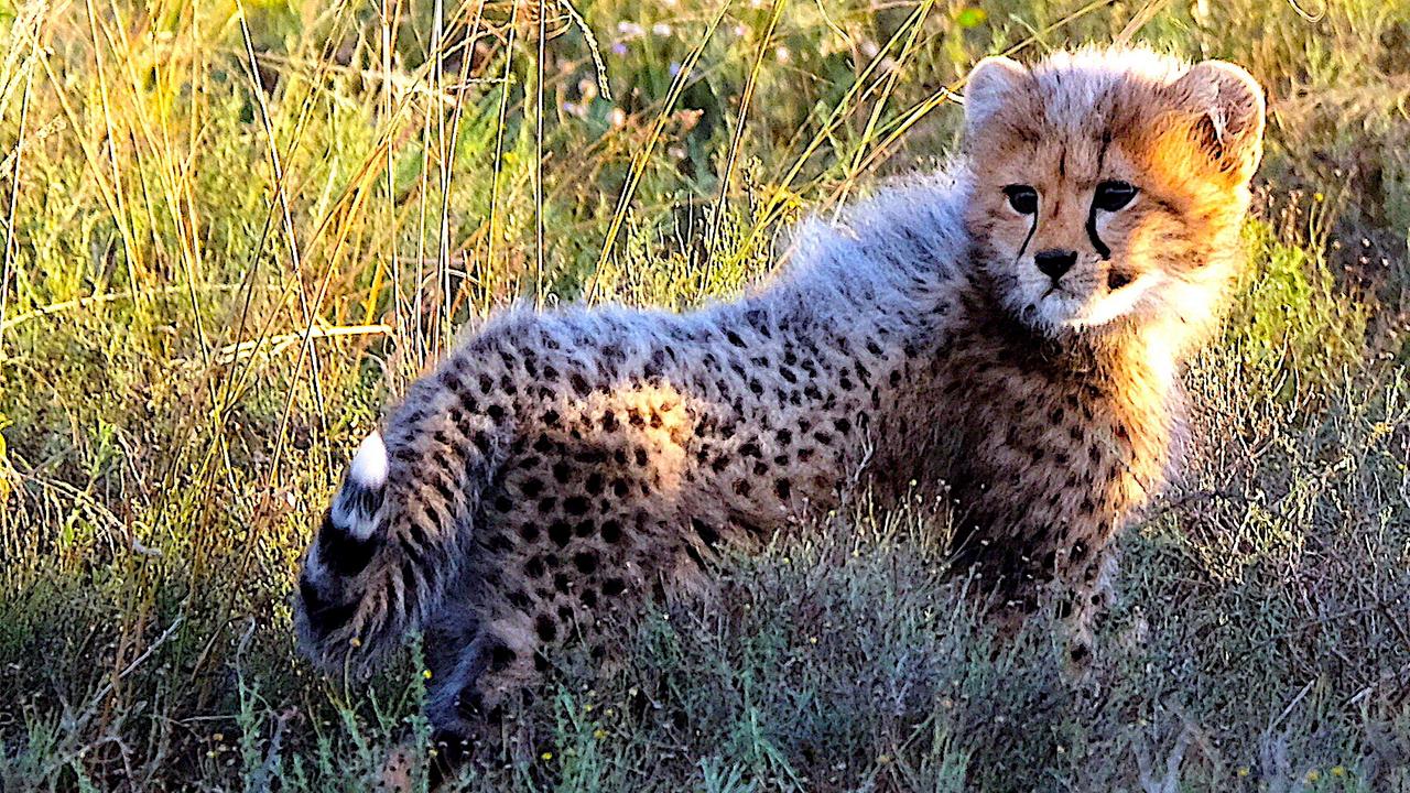 Gepard Jungtier.