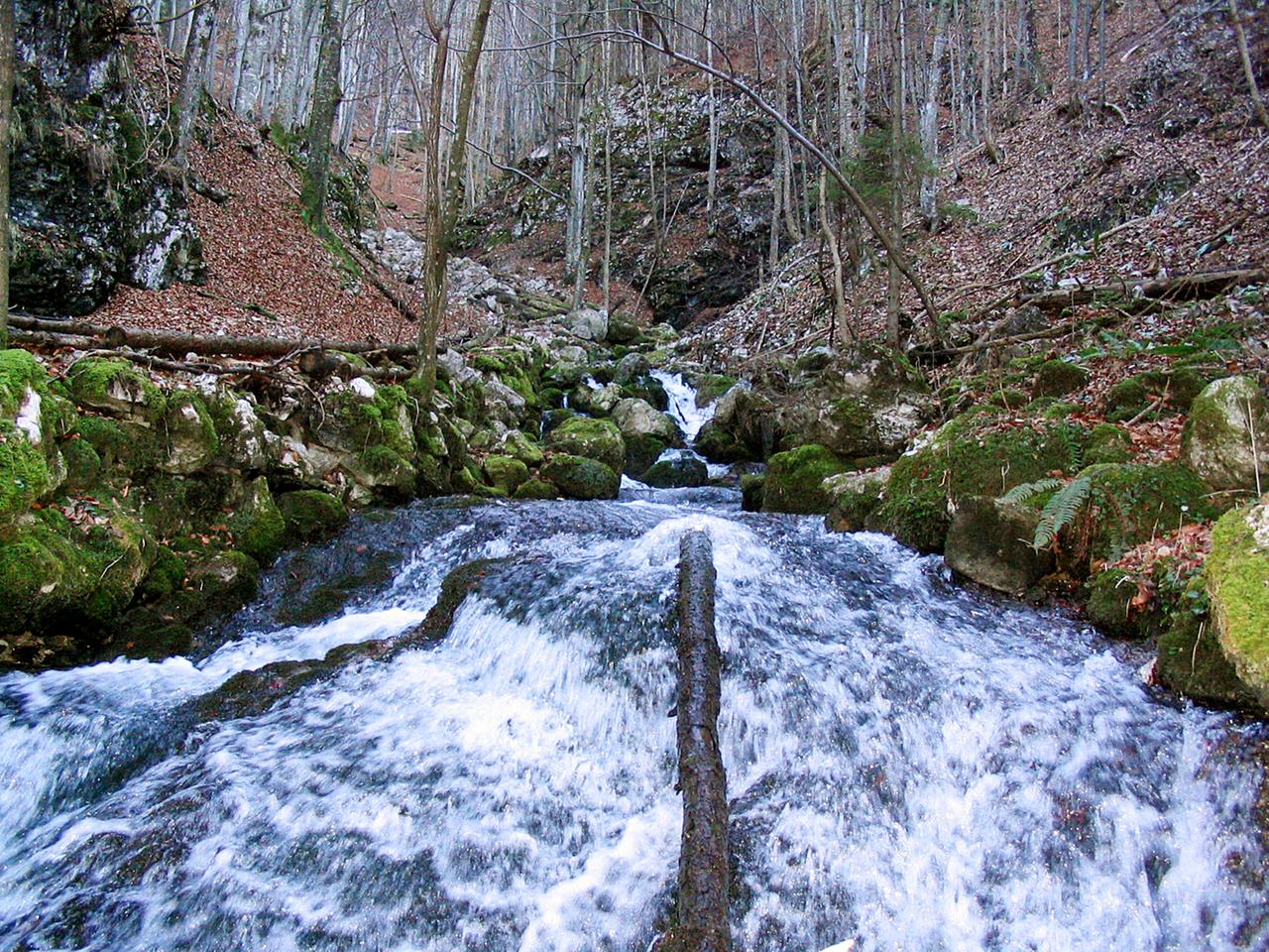 wildbach