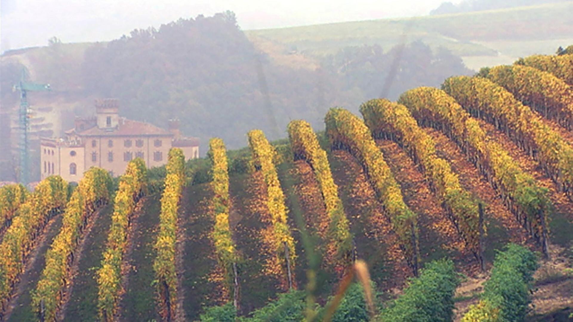 Das Bild zeigt eine malerische Weinlandschaft im Piemont, Italien. Im Vordergrund verlaufen mehrere Reihen von Weinreben, die herbstlich gefärbt sind, mit gelben und grünen Blättern. Die Reben sind in einem sanften, geschwungenen Muster angelegt, das die Linien des Hügels nachzeichnet.  Im Hintergrund ist ein großes, historisches Gebäude zu sehen, das mit seiner eleganten Architektur und mehreren Fenstern auffällt. Es scheint sich um ein Weingut oder ein landwirtschaftliches Anwesen zu handeln. Hinter diesem Gebäude sind noch weitere sanfte Hügel zu erkennen, die die Landschaft umgeben. Einige Baukräne deuten darauf hin, dass in der Nähe Bauarbeiten stattfinden.  Die gesamte Szene vermittelt eine ruhige, ländliche Atmosphäre, die von den sanften Farben und der natürlichen Schönheit der Umgebung geprägt ist. Die Sicht ist leicht dunstig, was dem Bild einen sanften, träumerischen Effekt verleiht.