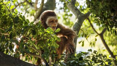 Pierolapithecus sitzt auf einem Ast.