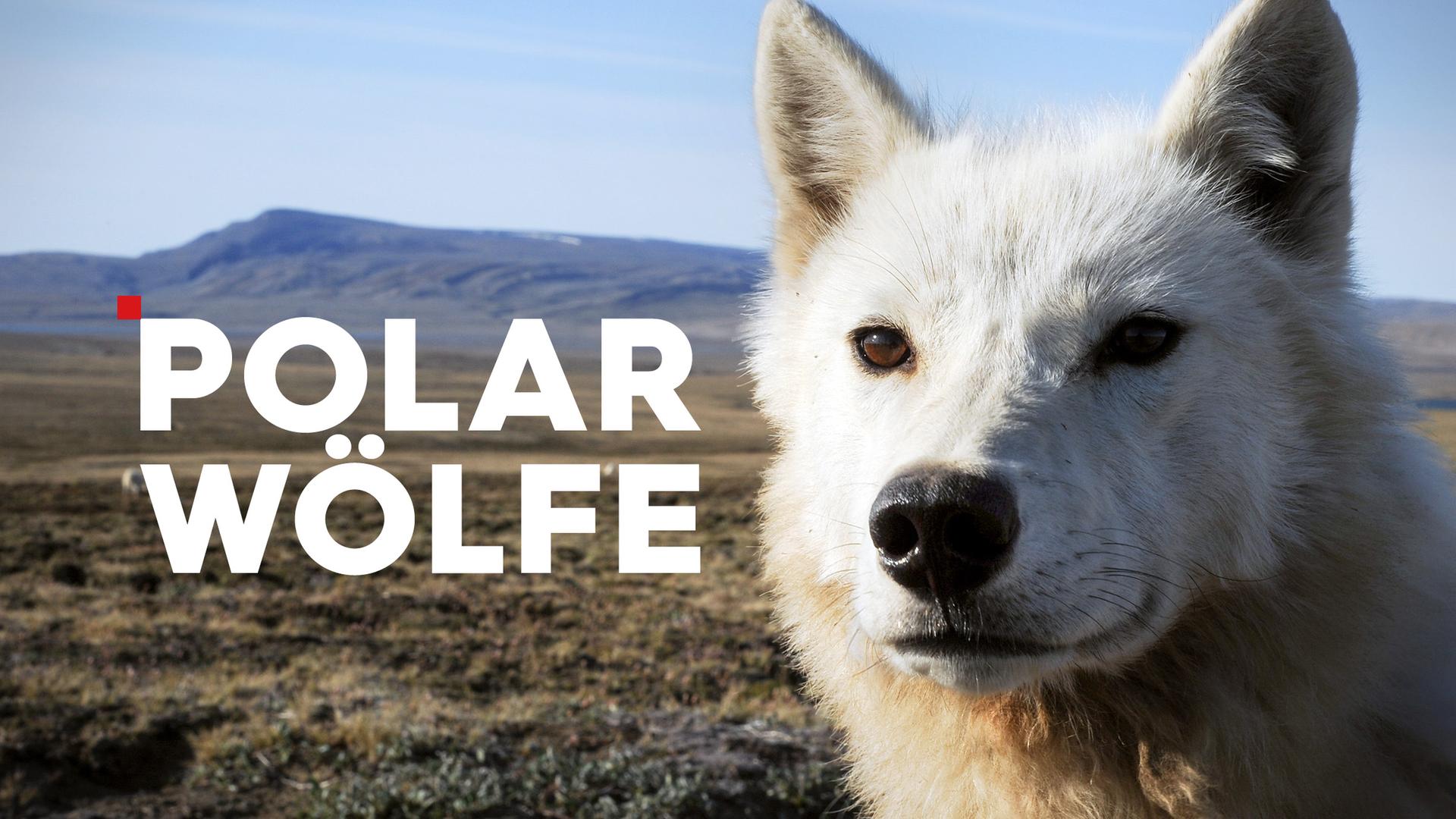 Polarwölfe Sendetypical