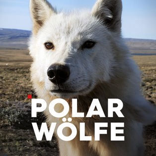 Polarwölfe Sendetypical