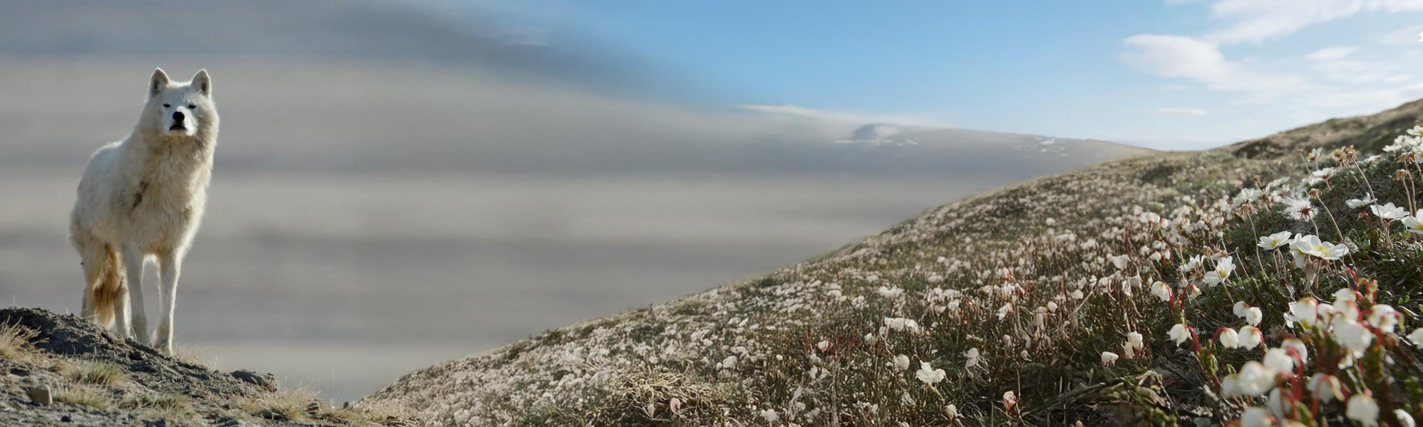 Polarwölfe Hintergrund