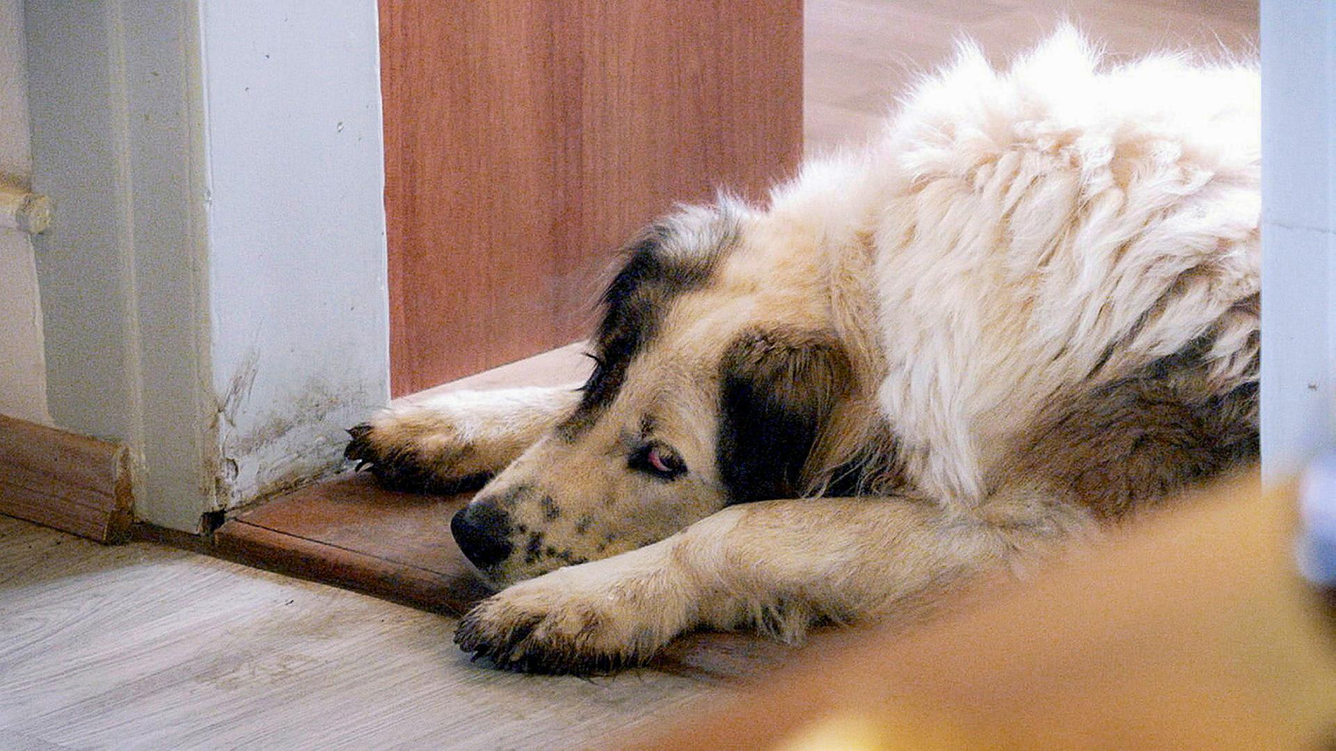 Großer Hund, der mit traurigem Blick auf dem Boden liegt