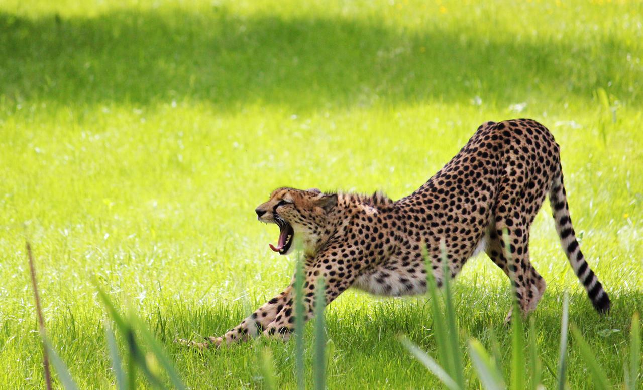 Gepard in der Tierwelt Herberstein