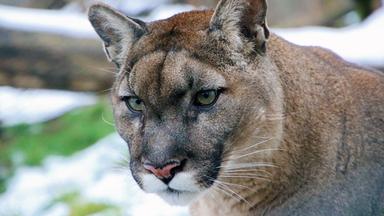 Puma in der Tierwelt Herberstein