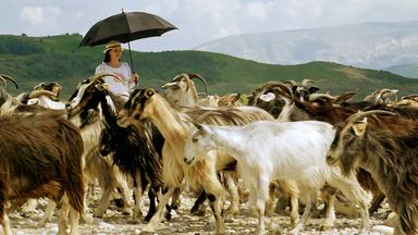 Eine Frau mit einem schwarzen Regenschirm steht zwischen einer großen Herde von Ziegen, in einer bergigen Landschaft in Albanien.