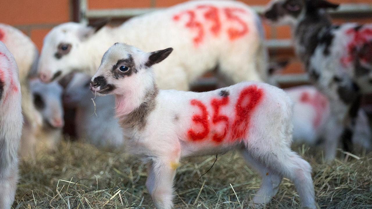 Standbild: Rechte der Tiere