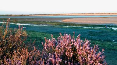 Eine rosa Pflanze vor dem Meer.